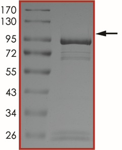 EGFR (K728A T790M C797S L858R), Active